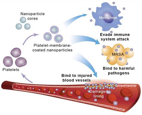 Cloaked Nanoparticles Pave Way For Targeted Drug Delivery