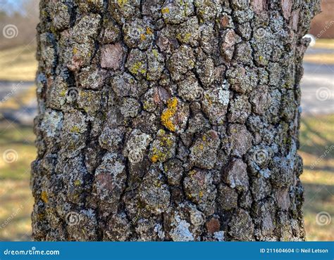 Tree Identification. Tree Bark. Eastern Hop Hornbeam. Ostrya Virginiana Stock Photography ...