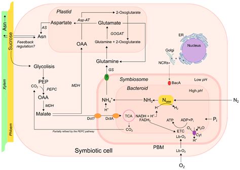 Plants | Free Full-Text | Regulation of Symbiotic Nitrogen Fixation in ...