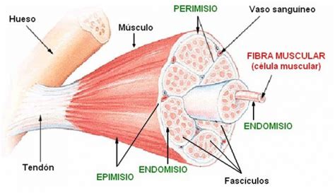 Músculo esquelético: qué es, tipos y funciones