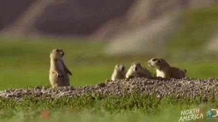 Groundhog Dancing GIF - Groundhog Dancing Jumping GIFs | Prairie dog, Baby dogs, Dogs