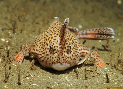 Fun Animals Wiki, Videos, Pictures, Stories: Spotted Handfish