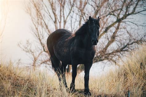 The Ultimate Guide to Black Horse Breeds | Strathorn Farm Stables