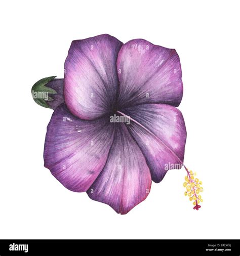 Purple hibiscus flower isolated on white background. Watercolor hand drawn botanical ...