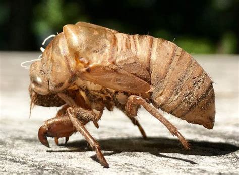 Cicada exoskeleton - PEST CONTROL CANADA