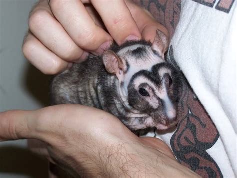 patchwork hairless Dumbo Rat, Hairless, Ferret, Rats, Adoption, Breeds, Creatures, Info, Animals