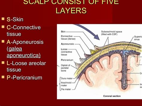 Scalp (2)