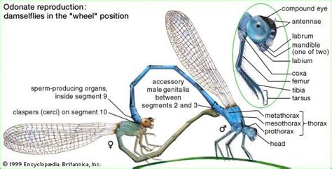 Damselfly | insect | Britannica.com