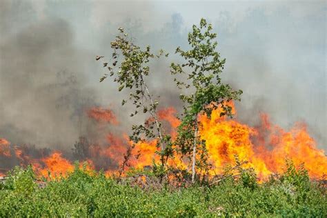 Wildfires Burn Across Louisiana, Killing 2 - The New York Times