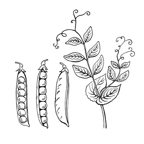 Peas pods sketch. Set. Hand drawn illustration converted to vector ...