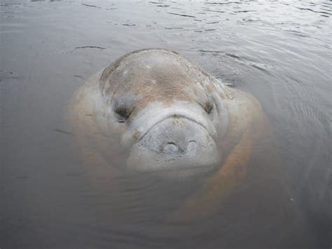 Mother Nature at work: It's manatee mating season