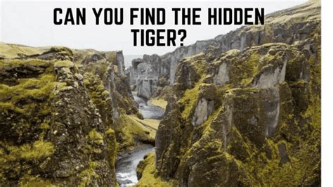 Hidden Animals in Pictures