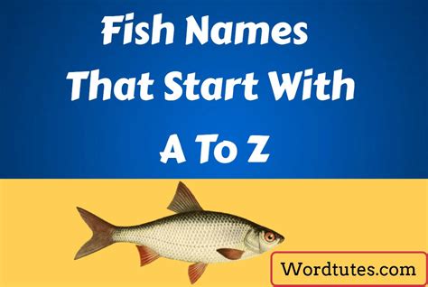 Fish Names That Start With A To Z - Flavorful List - Word Tutes
