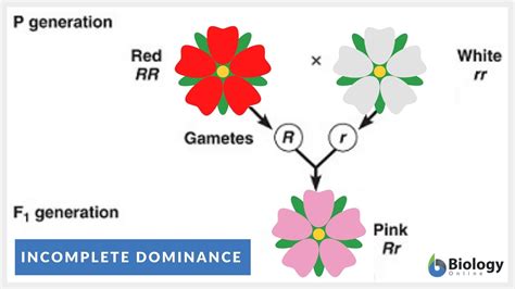 Codominance Examples In Animals