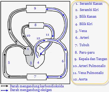 Media Pendidikan: Peredaran Darah Manusia