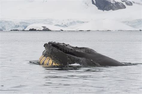 Humpback Whale Feeding Krill Stock Photo - Image of feeding, whale ...