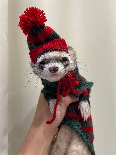 Christmas sweaters for ferrets knitted sweater for ferrets | Etsy