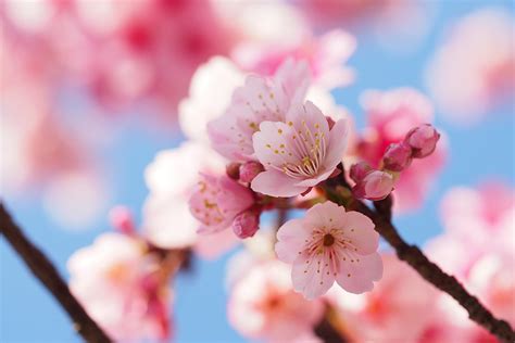 Sakura, il Fiore di Ciliegio Giapponese dal Significato Affascinante ...