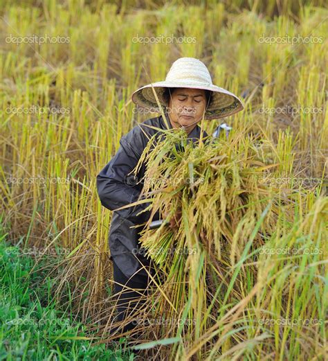 Farmer in field, it's harvest time Stock Photo by ©sommaill 28332817