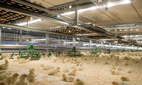 Poultry production: all you need to know