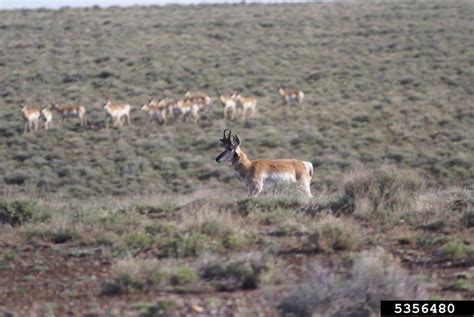 pronghorn antelope (Antilocapra americana)