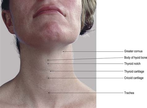 The head and neck | Basicmedical Key