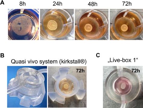 Generation of liver organoids in vitro . (A) Time-dependent formation... | Download Scientific ...