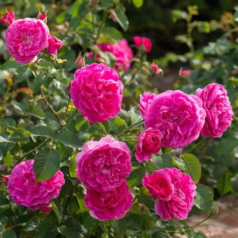 England's Rose | English Shrub Rose | David Austin Roses