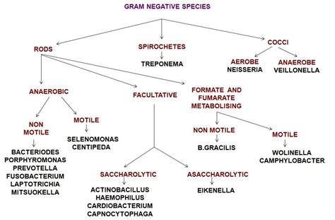 Gram Negative Rods Flow Chart