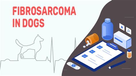 Fibrosarcoma In Dogs: Causes, Types & Treatment - Petmoo