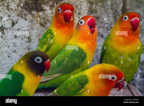 Cute, adorable and colourful love bird parrots Stock Photo - Alamy