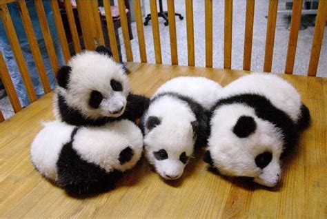 Baby pandas are the cutest animals in the world! #9gag @9gagmobile by 9gag | Cute baby animals ...