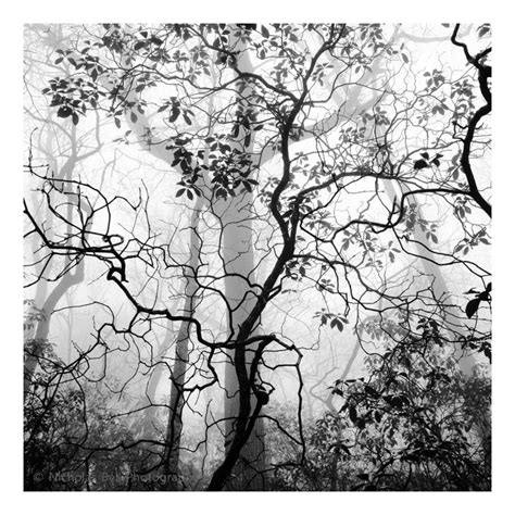 Black and White Photography, Tree Photography Print, Tree Print Black ...