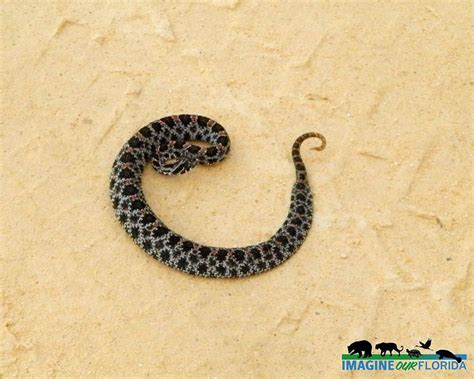 Pygmy Rattlesnake | Imagine Our Florida, Inc