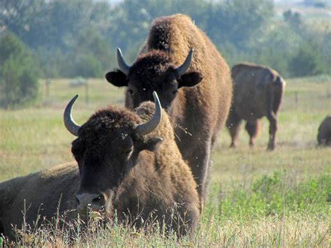 Bison on the Bison range in Montana image - Free stock photo - Public Domain photo - CC0 Images