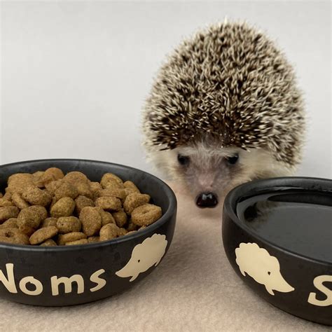 Ceramic hedgehog food and water bowls. Noms and slurp bowls. – The Hoghouse