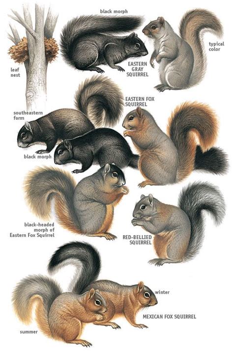 types of squirrels | Eastern & Tropical Tree Squirrels My squirrels ...