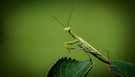 La mantis religiosa | Características, alimentación, reproducción