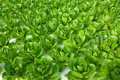 Aquaponics Design: Growing Food and Fish Naturally | Udemy Blog