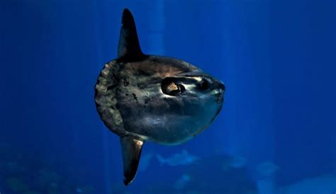 Oceanic Sunfish | The Animal Facts | Appearance, Diet, Habitat, Behavior