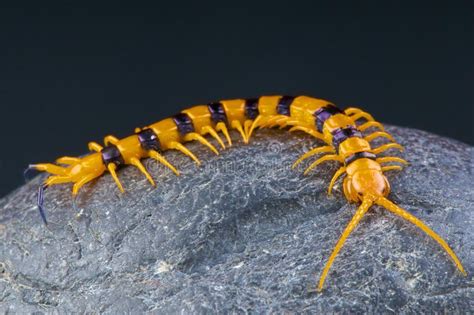 Giant Centipede / Scolopendra hardwickei. The Indian giant tiger ...