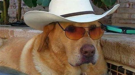 Petition · A dog wearing a cowboy hat emoji. · Change.org