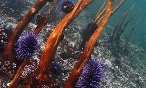 Restoring Kelp in the Face of Climate Change | Humboldt NOW | Cal Poly Humboldt