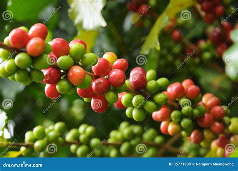 Fresh Coffee Beans Royalty Free Stock Images - Image: 35771989