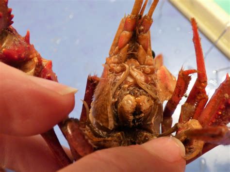 Nature Notes: Crawdad Dissection – A Reason For Homeschool