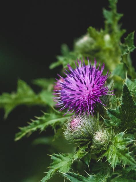 Milk Thistle: Benefits And Side Effects - HealthWealthWorld