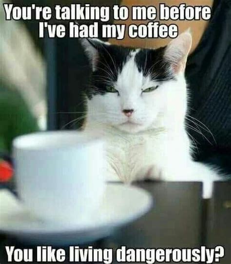 15 Cats Hyped Up On Coffee Memes