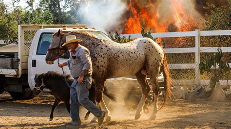 What happens to wild animals during wildfires? - ABC7 San Francisco