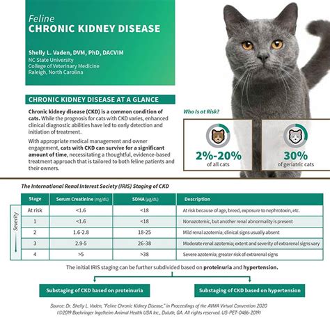 Creating brighter futures for cats with chronic kidney disease ...