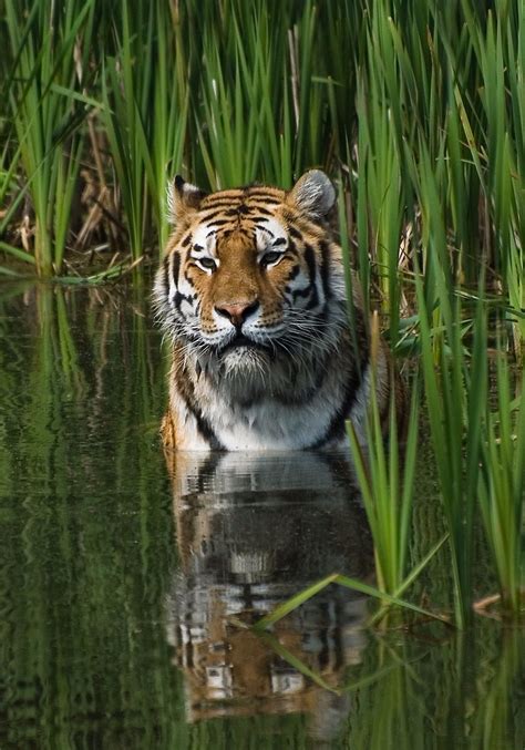 Tigers are comfortable in water and frequently bathe. The tiger (Panthera tigris) is the largest ...